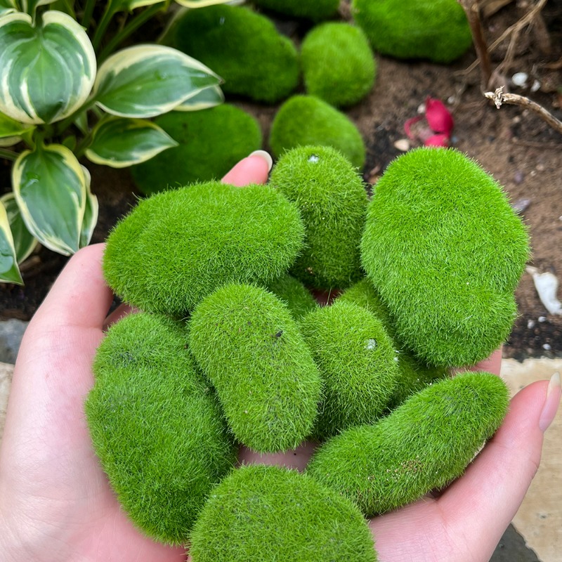 50/5PCS Artificial Foam Moss R - đánh giá và giá Bonsai Rock Garden